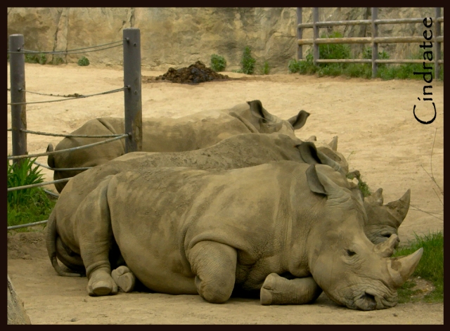 Rhinos at rest