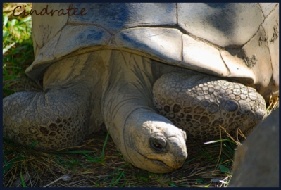 tortoise_2008 framed