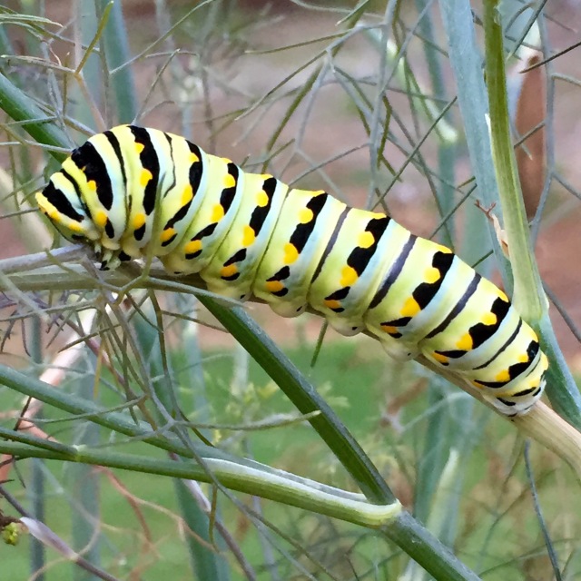 Caterpillars are fascinating. Butterflies have wings to fly.